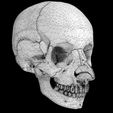 wf.jpg Skull bones colored separable labelled