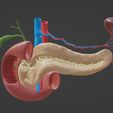 color.jpg Pancreas Cross Section Anatomy