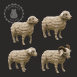 sheep_logo.png Sheep Family