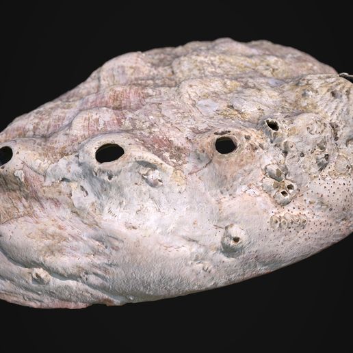 iRay-04.jpg Concha de abulón para impresión 3D