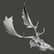 fallowdeer3.jpg Fallow deer skull, Cervus dama head cranium