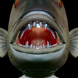 Dentex-mouth-statue-35.png fish Common dentex / dentex dentex open mouth statue detailed texture for 3d printing