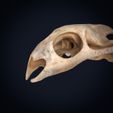 Textured-cults___0005.jpg Realistic Turtle Skull 3D Printable Model