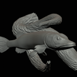 pike-high-quality-1-18.png big old pike underwater statue on the wall detailed texture for 3d printing