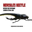 hercules-box-art.jpg Hercules beetle, Dynastes hercules