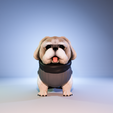 1.png Shih Tzu