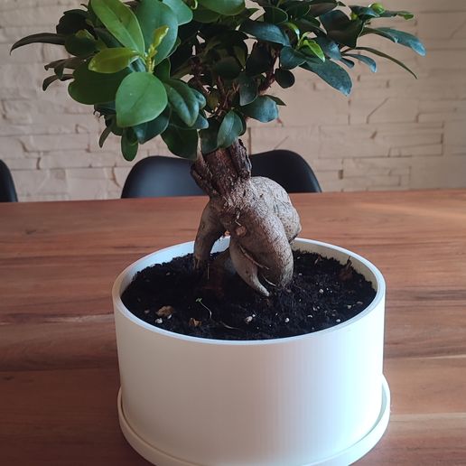 Bonsai Pflanzer + Teller