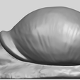 04_TDA0581_SnailA06.png Snail
