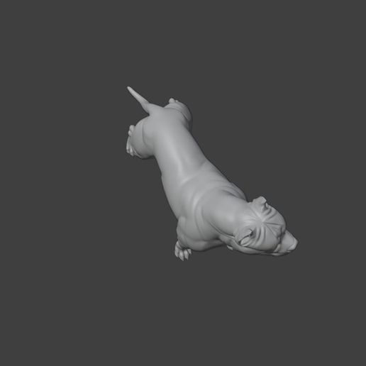 6.jpg Pit bull terrier