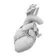 Corazon-1.png Anatomical Heart from DICOM