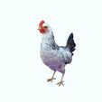 7.jpg CHICKEN CHICKEN - DOWNLOAD CHICKEN 3d Model - animated for Blender-Fbx-Unity-Maya-Unreal-C4d-3ds Max - 3D Printing HEN hen, chicken, fowl, coward, sissy, funk- BIRD - POKÉMON - GARDEN