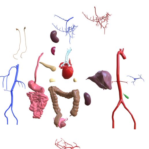 04.jpg INTESTINAL ANATOMY STOMACH ESOPHAGUS INTESTINE SMALL LIVER LUNG LARGE HEART THROAT PANCREAS BLOOD VESSEL