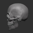 2.jpg sculpted human skull