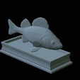 Perch-statue-34.png fish perch / Perca fluviatilis statue detailed texture for 3d printing
