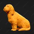 1041-Basset_Griffon_Vendeen_Petit_Pose_05.jpg Basset Griffon Vendeen Petit Dog 3D Print Model Pose 05