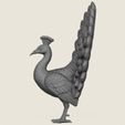 Peacock-Bird-05.jpg Птица павлин