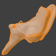17.png 3D Model Ear Cross Section