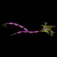 neuron-axon-parts-labelled-detail-3d-model-blend-1.jpg Neurona axón partes etiquetadas detalle modelo 3D