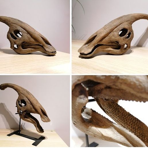 parasaur 1.jpg Fichier STL Crâne de dinosaure - Parasaurolophus・Plan imprimable en 3D à télécharger, Think3dprint