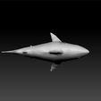 shar4.jpg Shark - realistic shark 3d model for 3d print