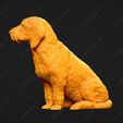 906-Basset_Fauve_de_Bretagne_Pose_06.jpg Basset Fauve de Bretagne Dog 3D Print Model Pose 06