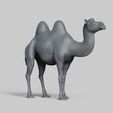 R03.jpg bactrian camel pose 01
