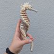 flexi-seahorse.jpeg FLEXI SKELTON SEAHORSE
