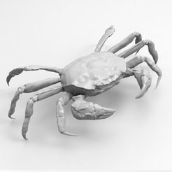 a.jpg Download OBJ file Shanghai hairy crab • 3D print design, surperwan