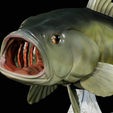 Bass-trophy-21.png Largemouth Bass / Micropterus salmoides fish in motion trophy statue detailed texture for 3d printing