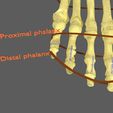 limbs-with-girdle-bones-name-parts-text-labelled-3d-model-4cc5b1de0b.jpg Limbs With Girdle bones name parts text labelled 3D model