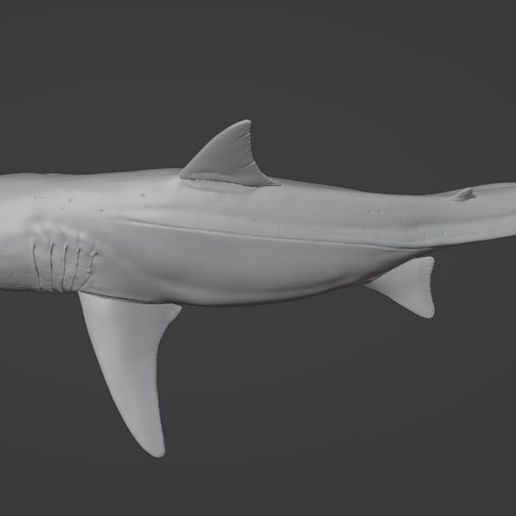 Carcharodon3D_03.jpg White shark (Carcharodon carcharias)