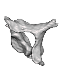 Captura-de-Pantalla-2023-10-29-a-la-s-11.53.03-a. m.png columna cervical - cervical spine