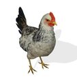 43.jpg CHICKEN CHICKEN - DOWNLOAD CHICKEN 3d Model - animated for Blender-Fbx-Unity-Maya-Unreal-C4d-3ds Max - 3D Printing HEN hen, chicken, fowl, coward, sissy, funk- BIRD - POKÉMON - GARDEN