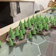 23.jpg Fir trees
