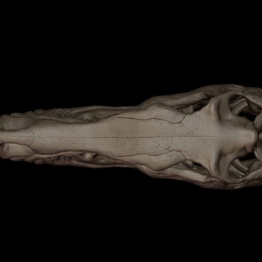 velociraptor-skull-3d-print-model-3d-model-bd13858a50.jpg Cráneo de velociraptor