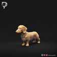 Dachshund-Miniature-Smooth-Haired-Pose-01-Dog-3D-Print-9s.jpeg Dachshund Miniature Smooth Haired Pose 01
