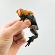 IMG_4268.jpg Flexi Toad Frog articulated print-in-place no supports