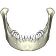12.jpg mandible with teeth