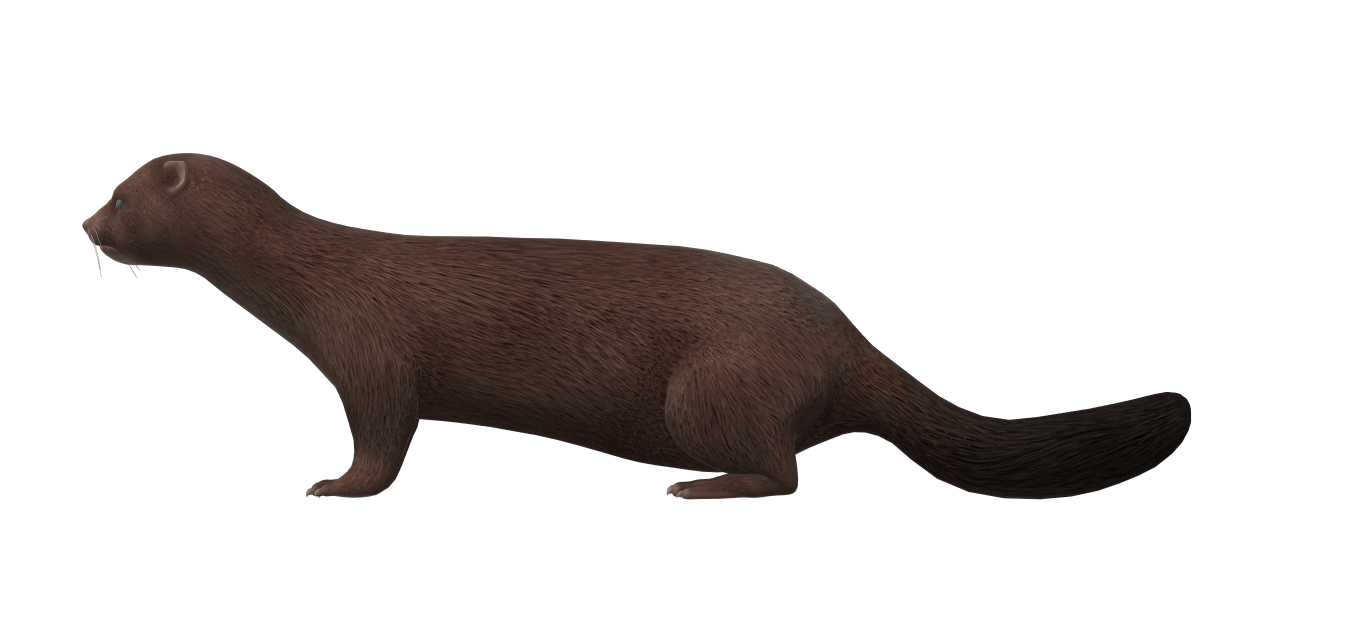 Download free STL file Real Mink • 3D printable design ・ Cults