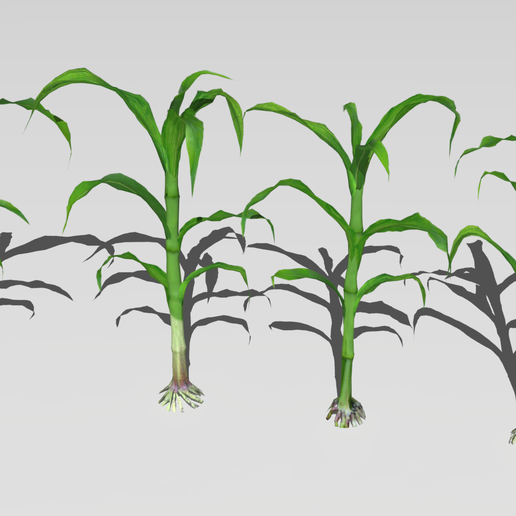 corn-9-2.png Campo de milho