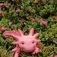 Bezaubernder Axolotl mit Gelenk, bedruckter Körper, einrastbarer Kopf, niedlicher Flexi