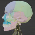 CRANIAL-NERVES-8.png 3D Cranial nerves & Facial Skull Model