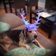 IMG_3663_-_Copy_display_large.JPG Бесплатный STL файл Christmas Antlers・Модель 3D-принтера для загрузки