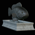 White-grouper-statue-8.png fish white grouper / Epinephelus aeneus statue detailed texture for 3d printing