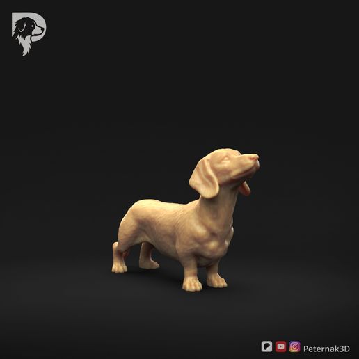 Dachshund-Miniature-Smooth-Haired-Pose-02-Dog-3D-Print-1s.jpeg Teckel miniature à poil lisse Pose 02