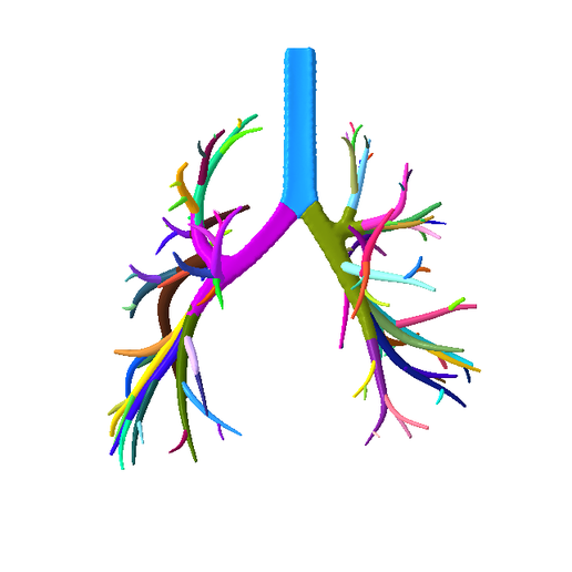 5.png Tracheobronchial Tree Segmented in 101 Parts