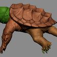 W01.jpg Alligator Snapping Turtle