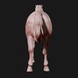 10.jpg American Quarter Horse model 3D print model