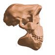 7.jpg Human Evolution: exclusive pack of 5 skulls