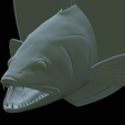 zander-head-trophy-35.png fish head trophy zander / pikeperch / Sander lucioperca open mouth statue detailed texture for 3d printing